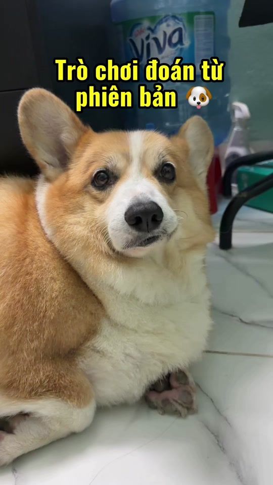 TikTok video thumbnail by corgifylon