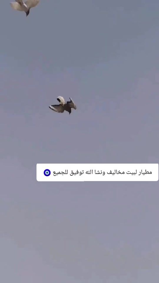 TikTok video thumbnail by 79fkw__0