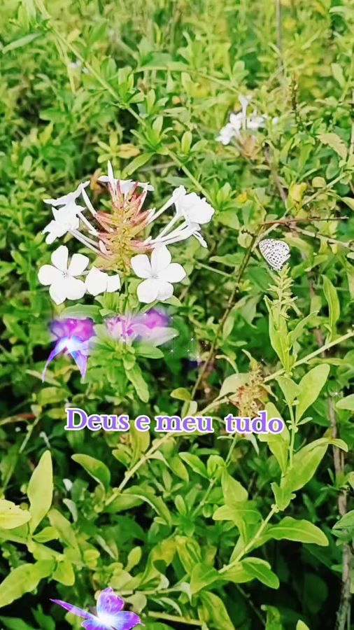 TikTok video thumbnail by leninhabritto_