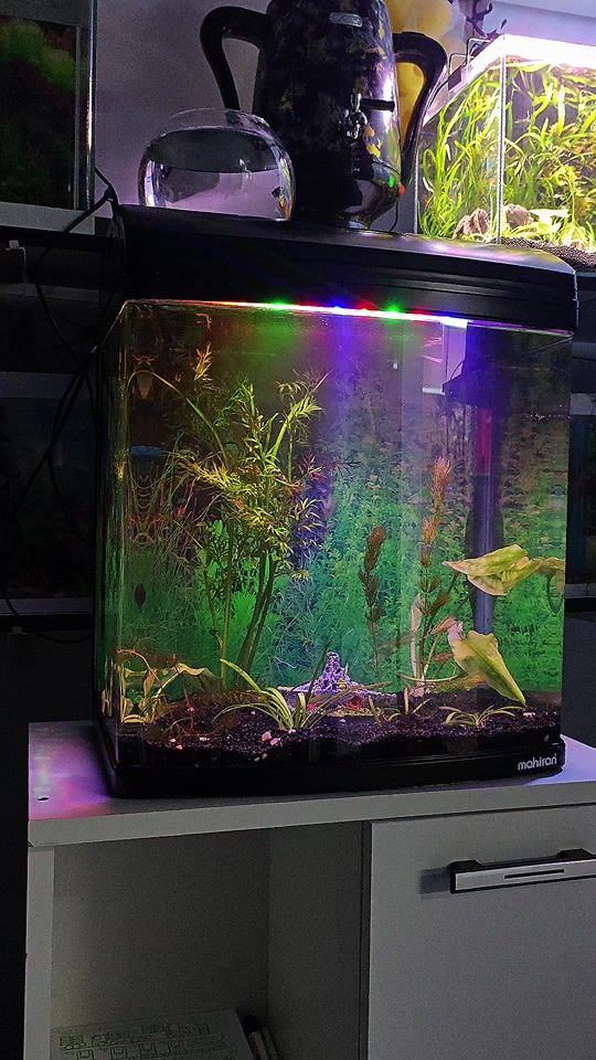 TikTok video thumbnail by akvarium_fish