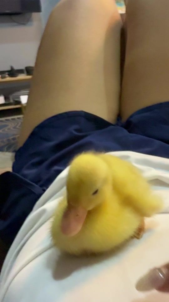 TikTok video thumbnail by mofa530