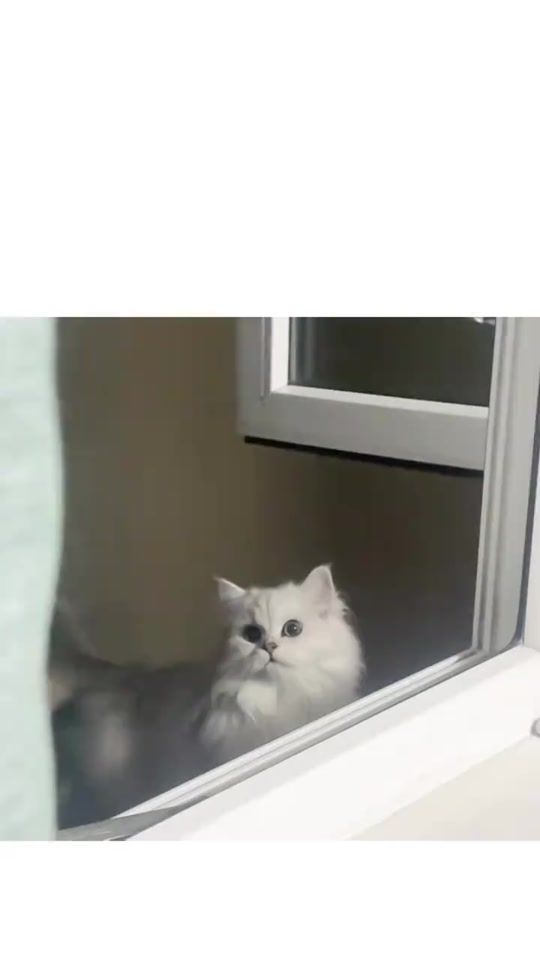 TikTok video thumbnail by su911077101