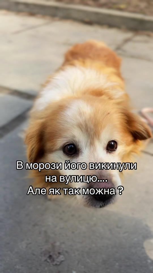 TikTok video thumbnail by dogs_adopt_kyiv