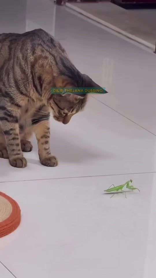 TikTok video thumbnail by dillytk_official