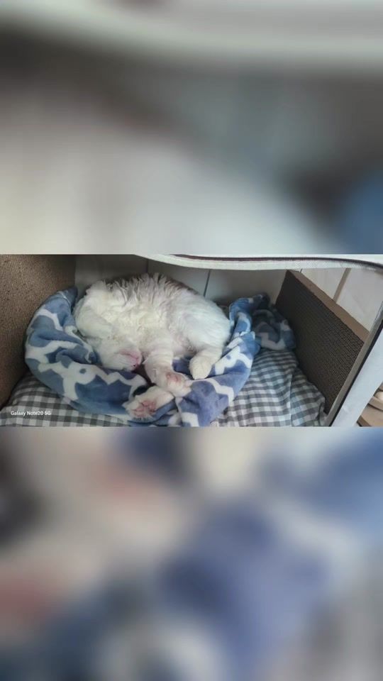 TikTok video thumbnail by thswocjf