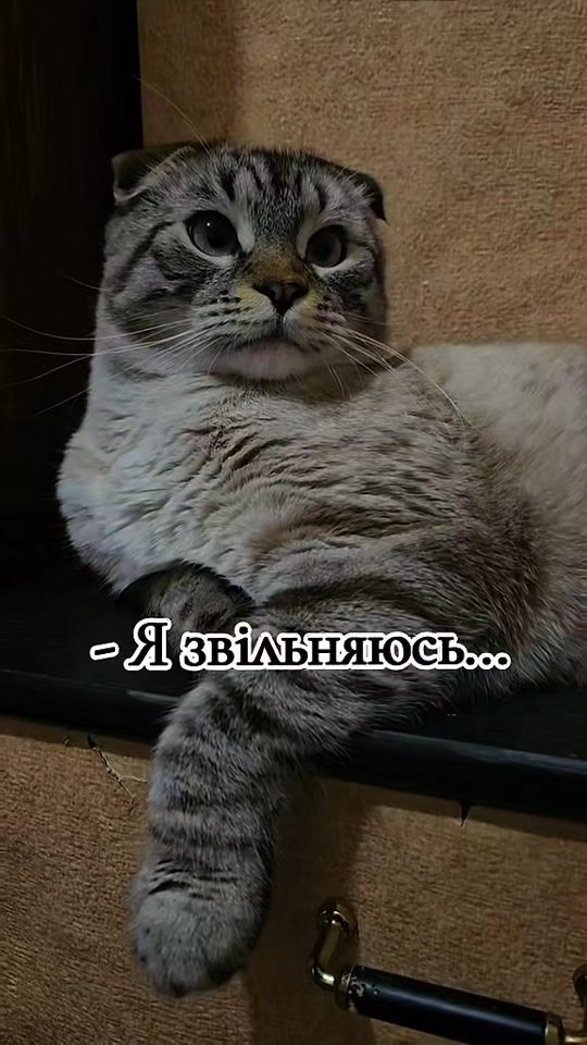 TikTok video thumbnail by cat...oscar