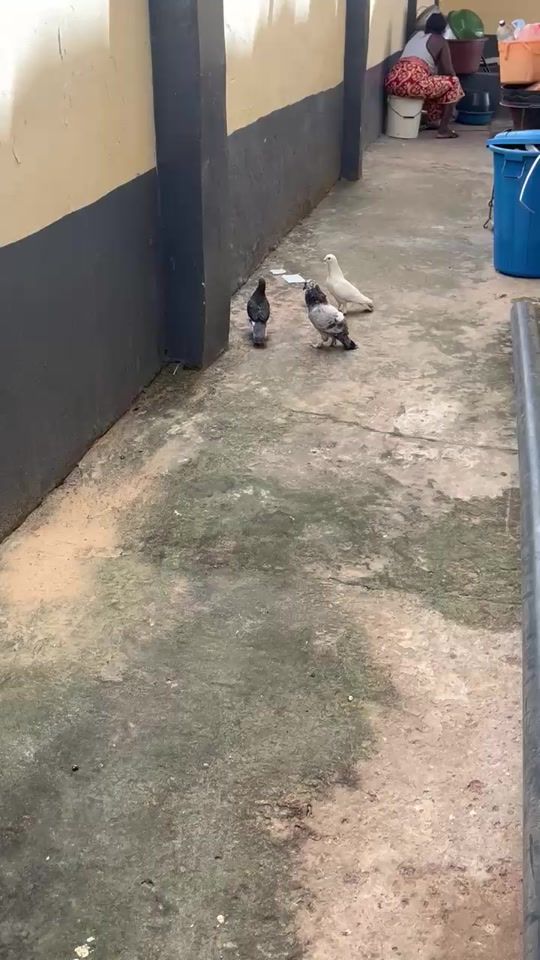 TikTok video thumbnail by choppayum