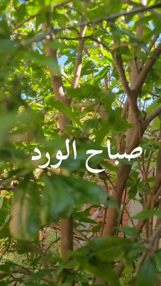 TikTok video thumbnail by rremben
