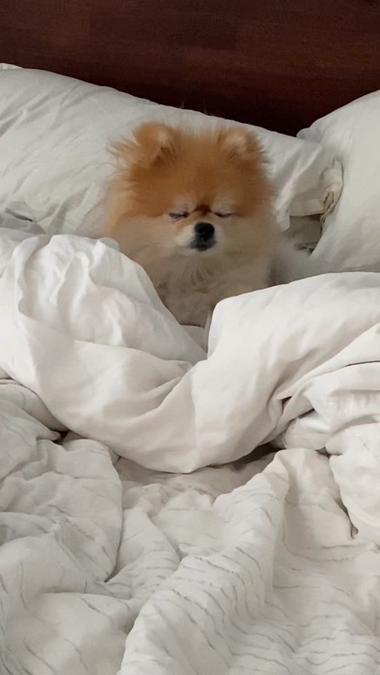 TikTok video thumbnail by dogmama2.0