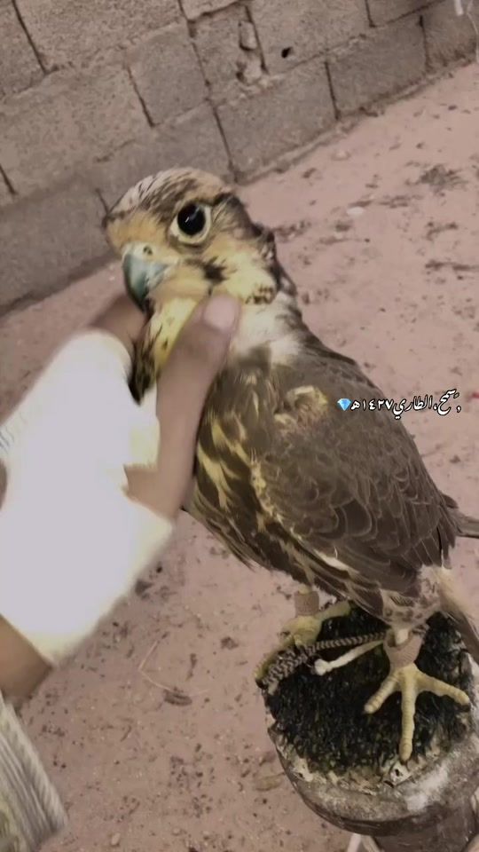 TikTok video thumbnail by zintani.2007