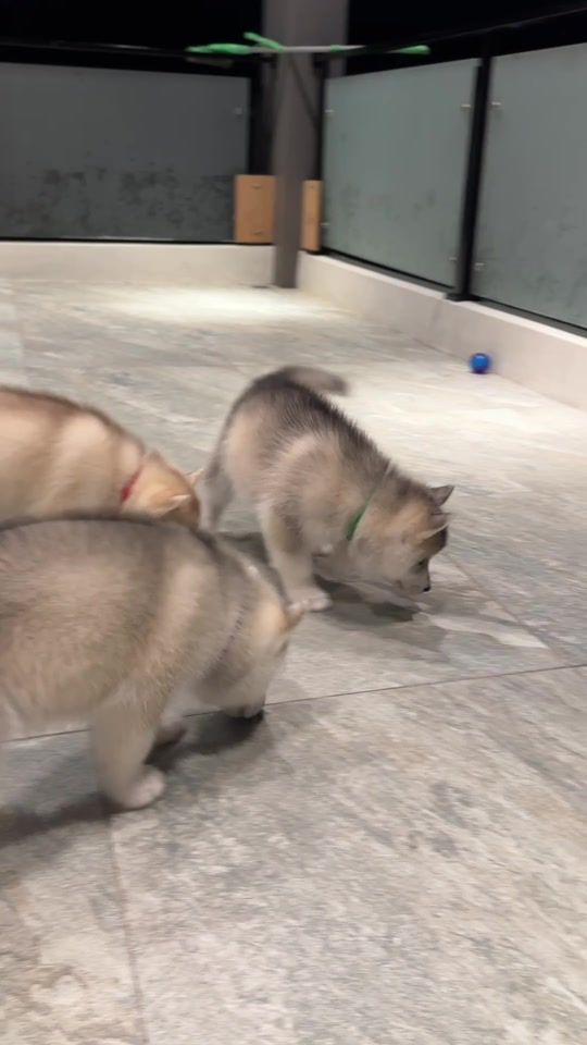 TikTok video thumbnail by huskyteerstv