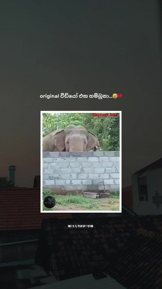 TikTok video thumbnail by m_i_l_l_e_n_n_i_u_m