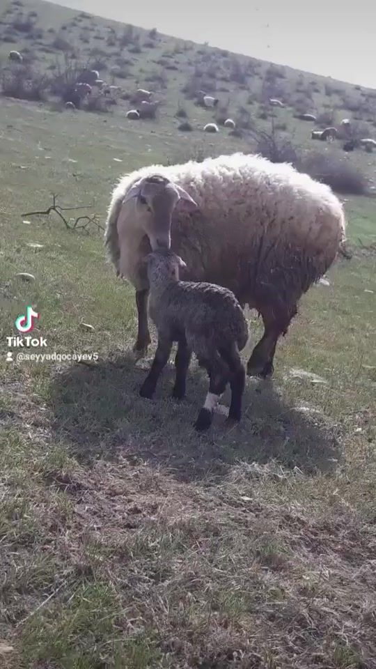 TikTok video thumbnail by seyyadqocayev5