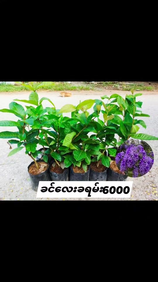 TikTok video thumbnail by phoopwintsan2345