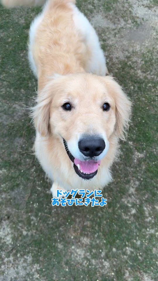 TikTok video thumbnail by koro11.18
