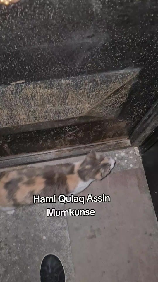 TikTok video thumbnail by yetilerin_dostu