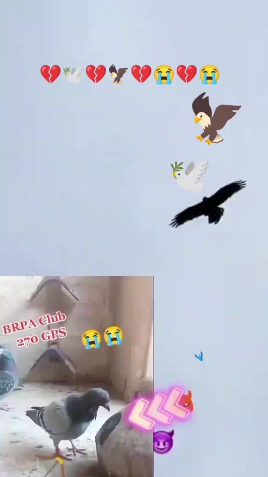 TikTok video thumbnail by kabootarbaaz189