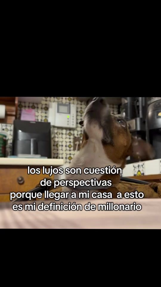 TikTok video thumbnail by fiamma..jackrussell
