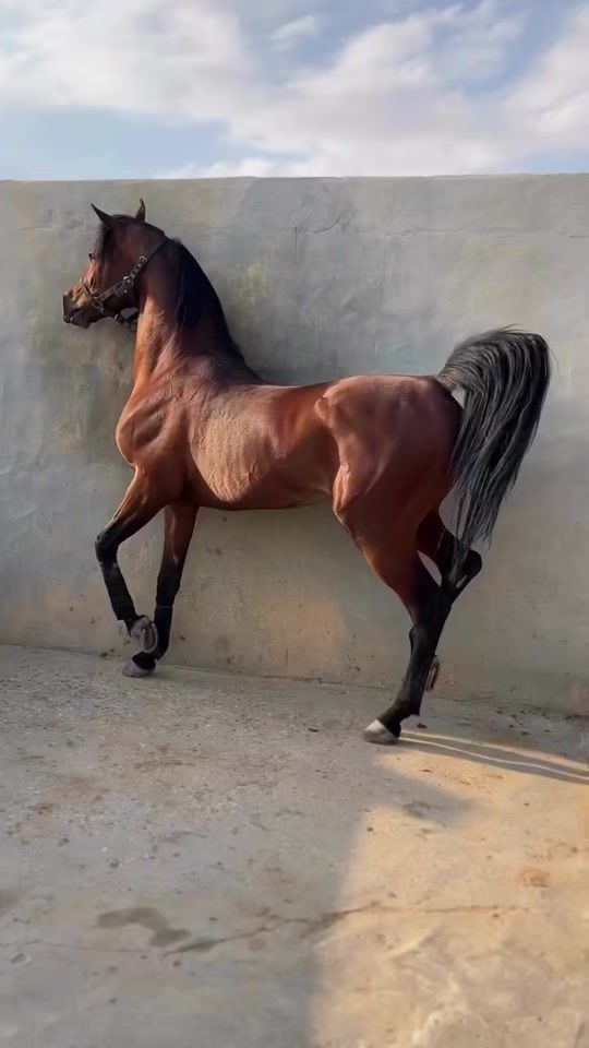 TikTok video thumbnail by kasm6530vky