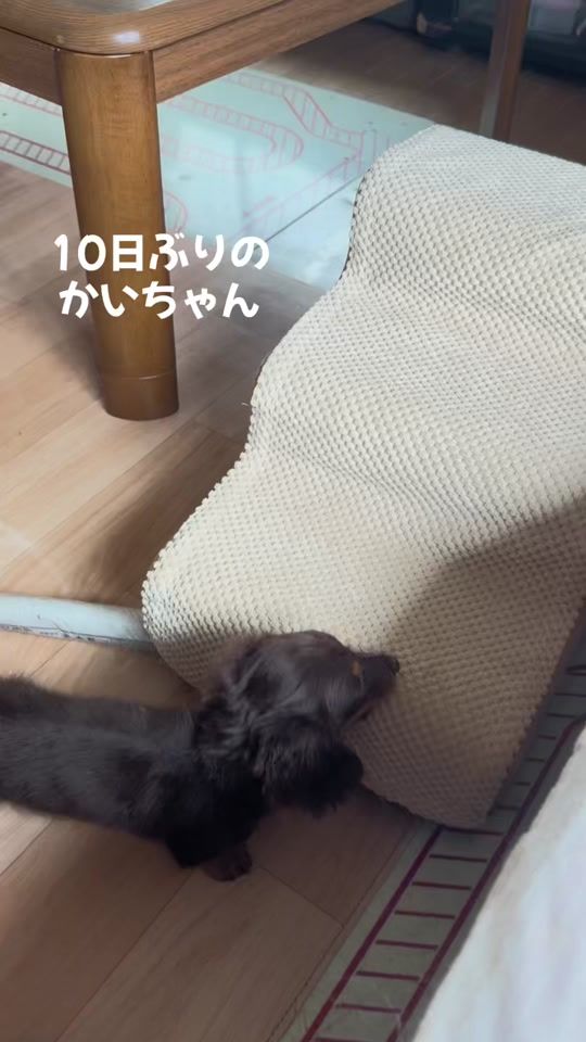 TikTok video thumbnail by yuiyui110413