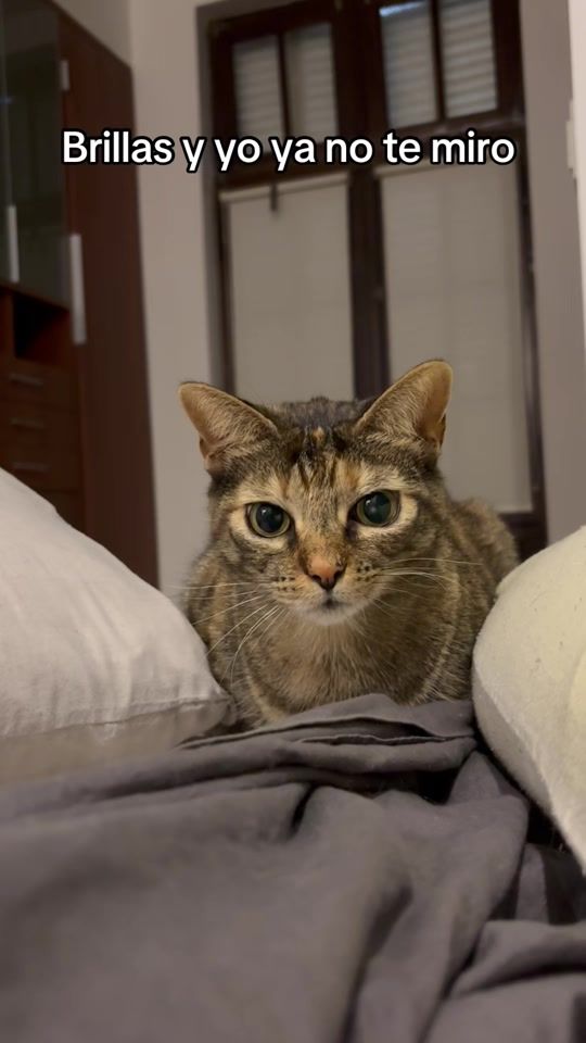 TikTok video thumbnail by kira.thecat