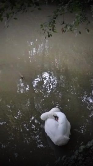 TikTok video thumbnail by usersl7fkzb3fc