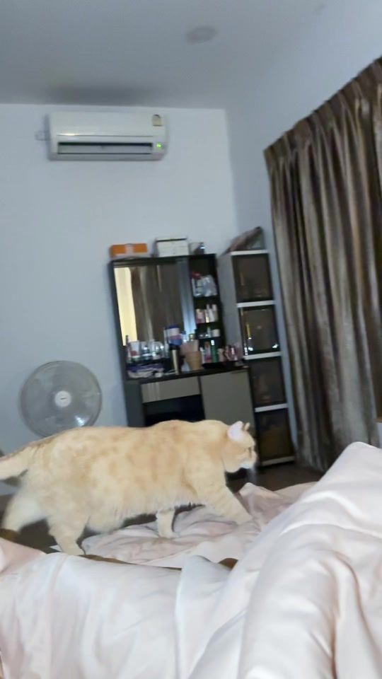 TikTok video thumbnail by pp_meawsom