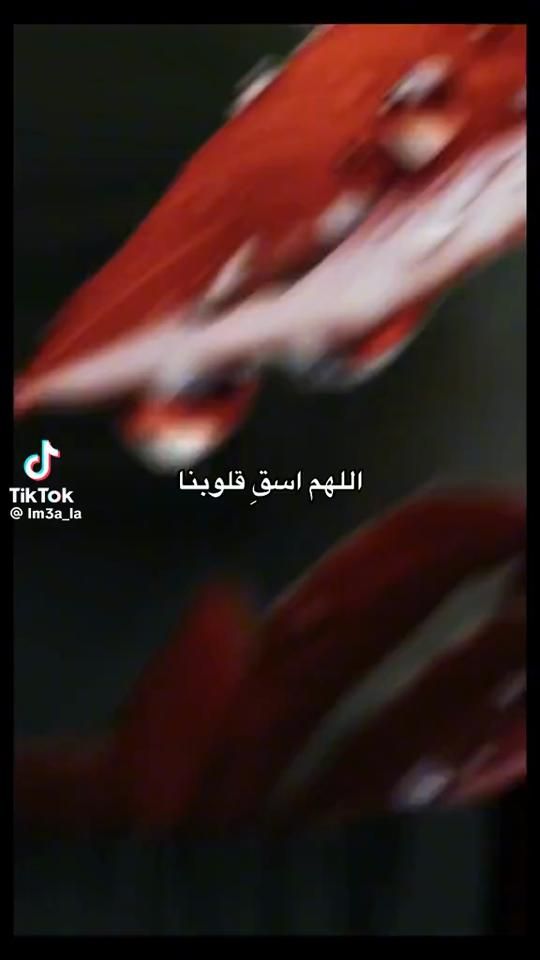 TikTok video thumbnail by cancann429