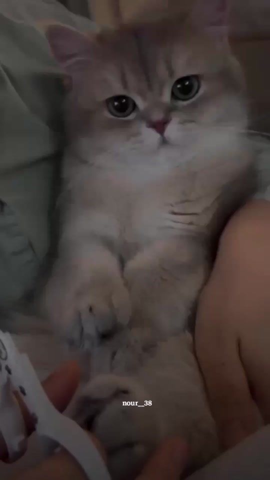 TikTok video thumbnail by nour__38