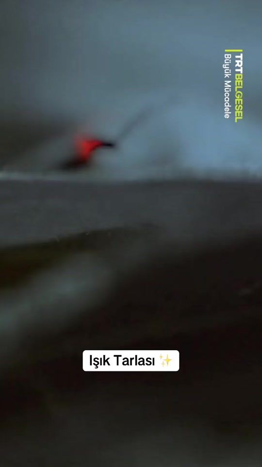 TikTok video thumbnail by trtbelgesel