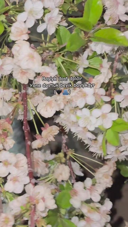 TikTok video thumbnail by didar_x06