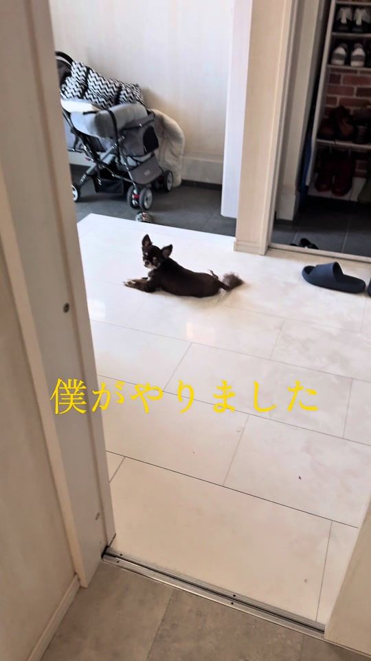 TikTok video thumbnail by 550cocomaru