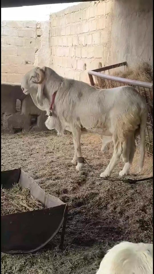 TikTok video thumbnail by seydou.info