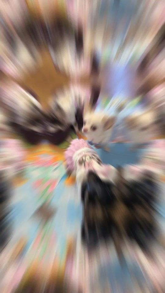 TikTok video thumbnail by chiwa_room