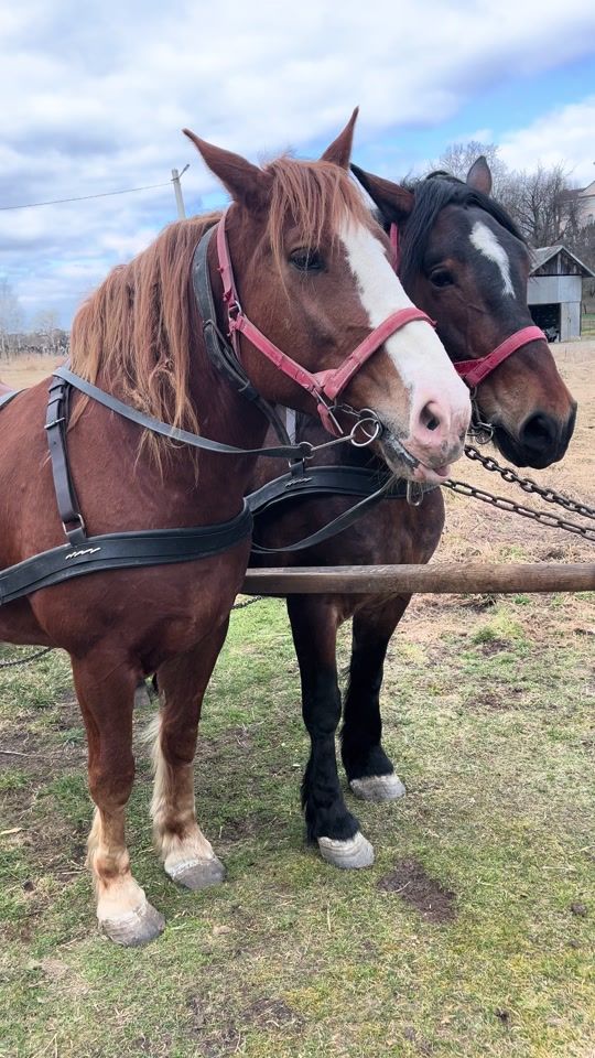 TikTok video thumbnail by konivahovoz1