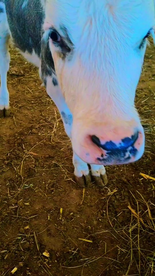 TikTok video thumbnail by amigo_de_la_granja