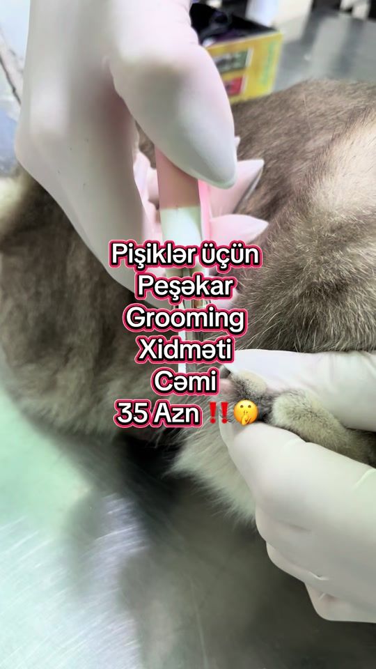 TikTok video thumbnail by zoo.lisa