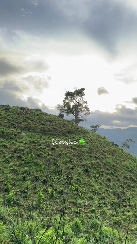 TikTok video thumbnail by neshapereraa