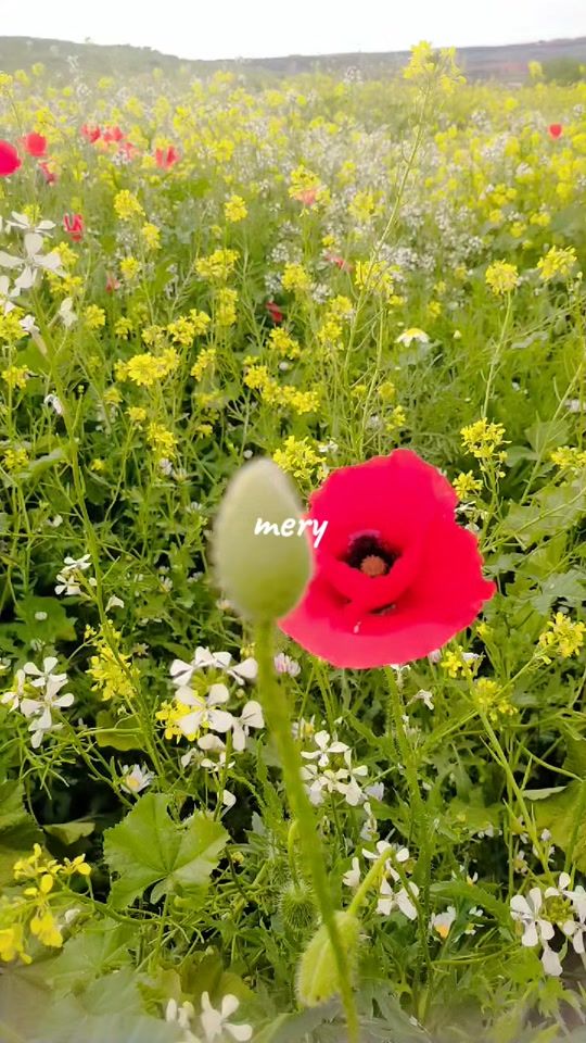 TikTok video thumbnail by mery_mido