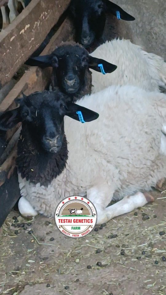 TikTok video thumbnail by testaigeneticsfarm