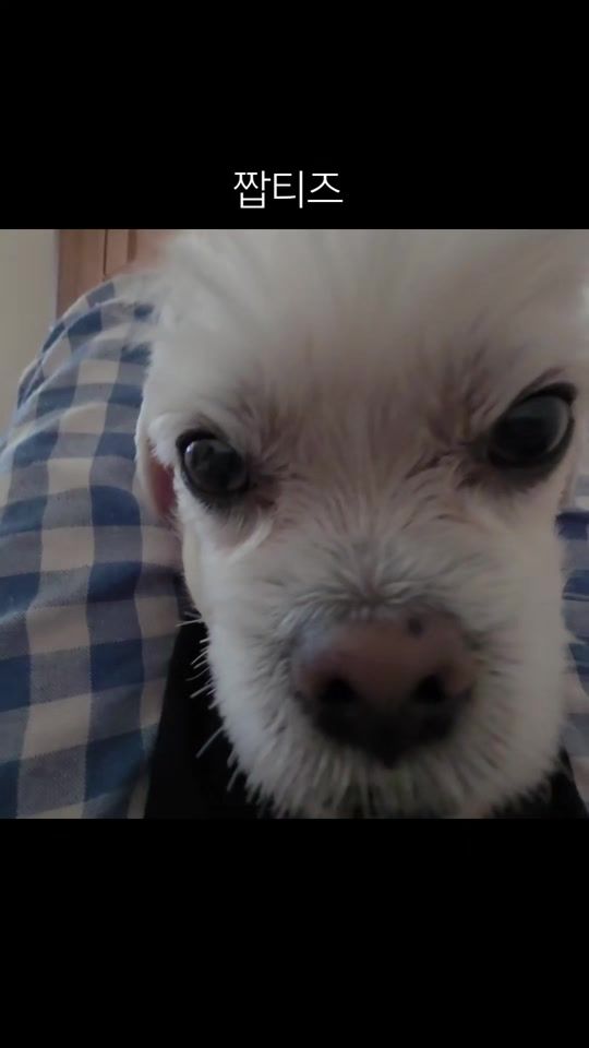 TikTok video thumbnail by real._.bread_