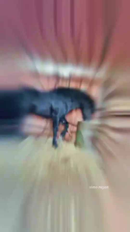 TikTok video thumbnail by simorayan003