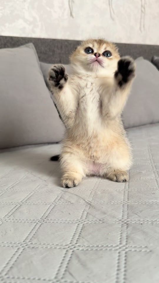 TikTok video thumbnail by swetlana_kittycat