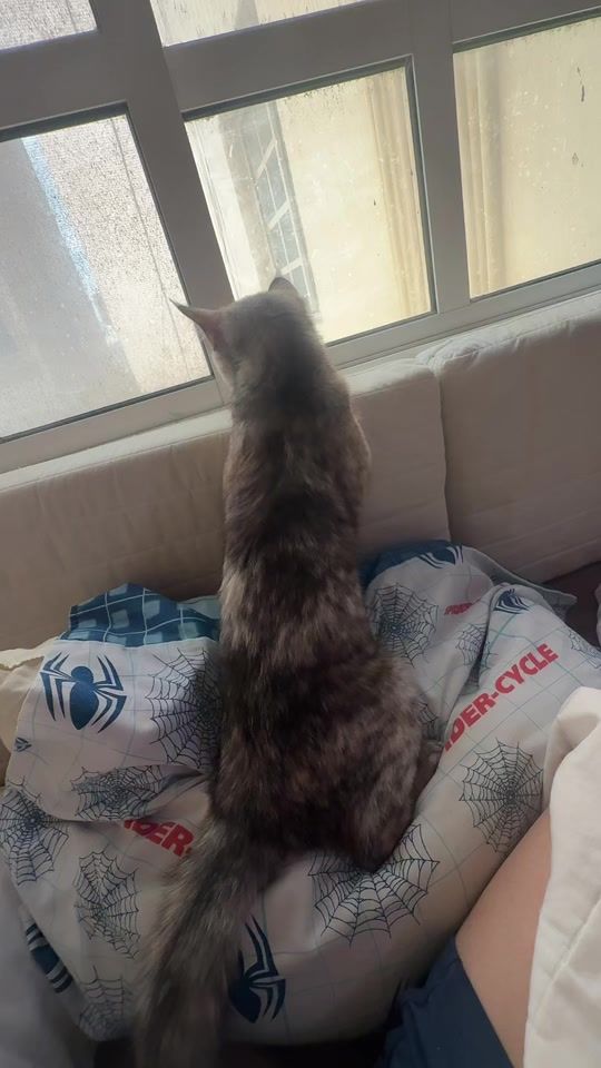 TikTok video thumbnail by jc.one.wahid