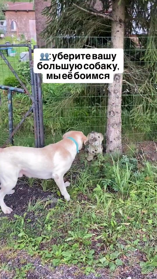 TikTok video thumbnail by labrador.marty