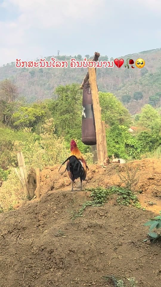TikTok video thumbnail by alee.98054479