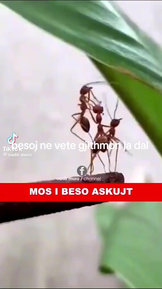 TikTok video thumbnail by burimrrapi
