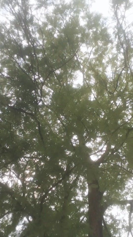 TikTok video thumbnail by user276006646