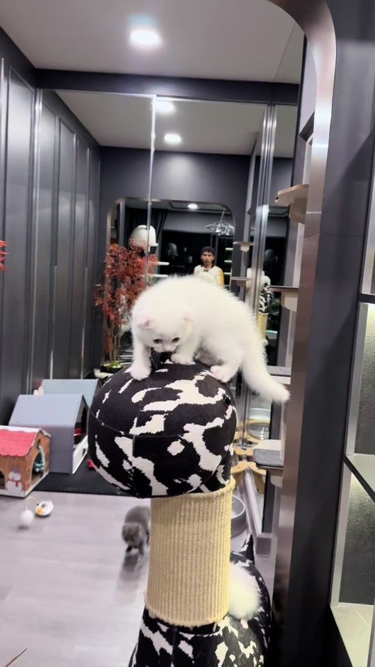 TikTok video thumbnail by olaf_catt