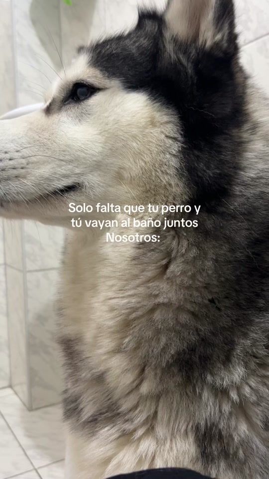 TikTok video thumbnail by zeuslobito